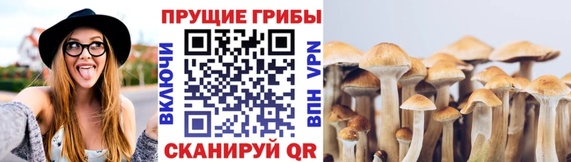 Галлюциногенные грибы Cubensis  Купить  Балтийск 